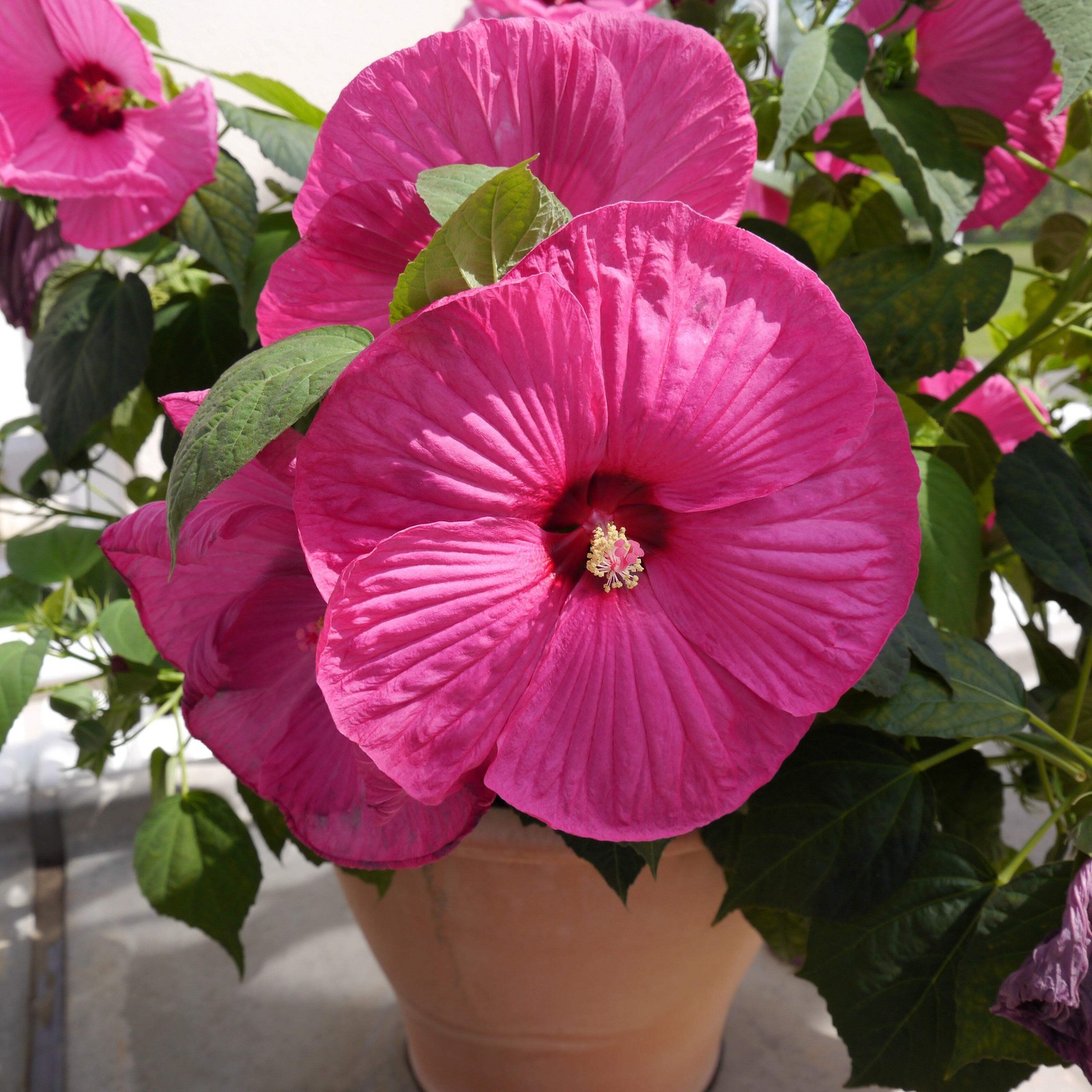 25 MIXED LUNA HIBISCUS Moscheutos Hardy Red, Hot Pink, Pink & White Swirl Seeds