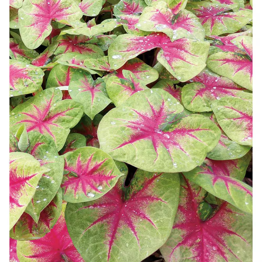 Heart to Heart Lemon Blush Caladium Live Plant, 4.5 In. Quart