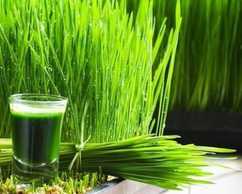 Wheatgrass Seeds – Cat Grass – Seeds – Non Gmo 600-700 seeds
