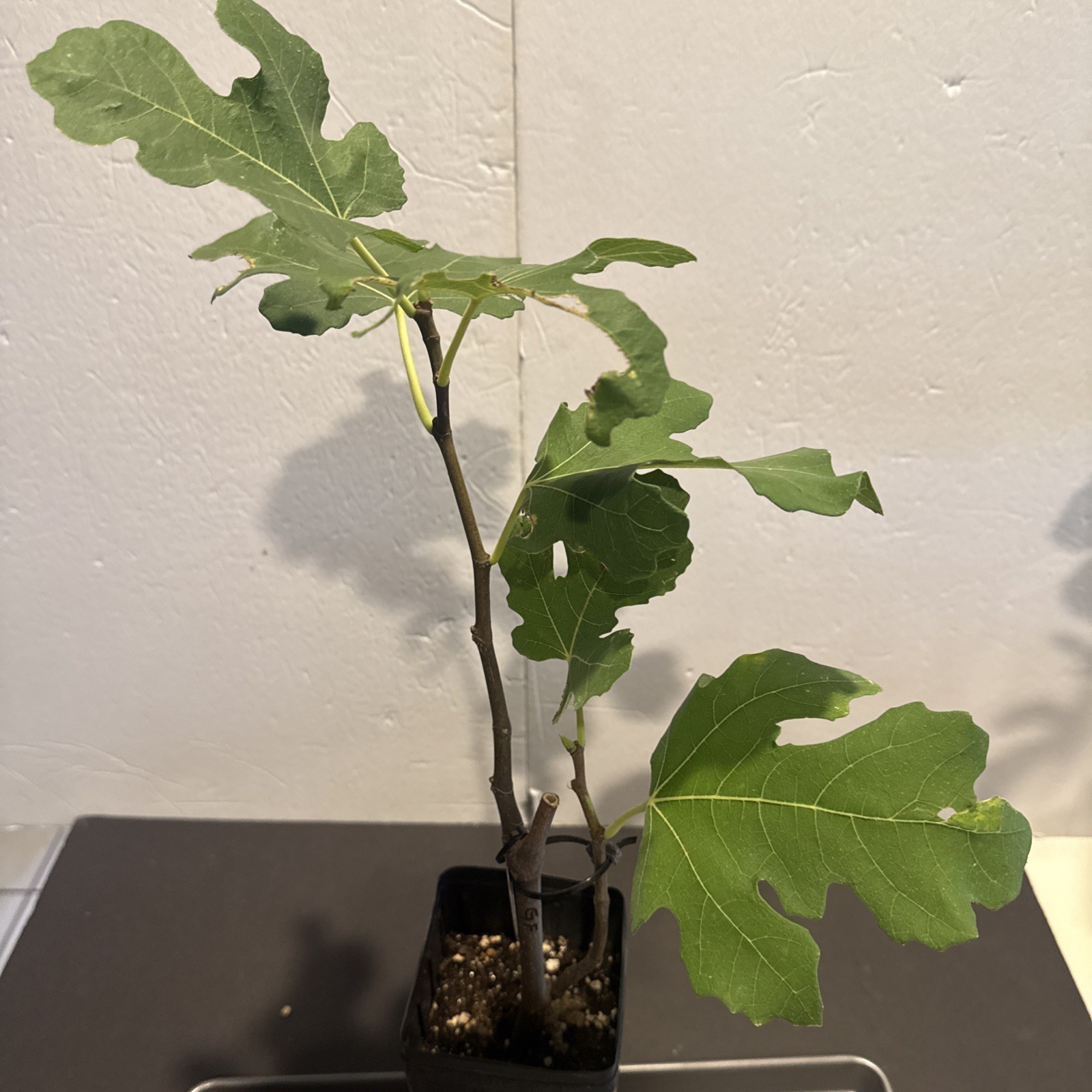 The God Father Fig Tree mature 🌲