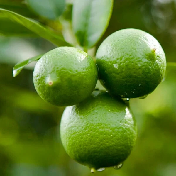 Mexican Key Lime Tree 3-4″ – Live Plant – Sapling