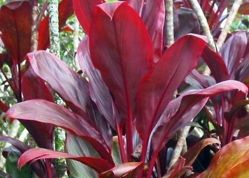 HAWAIIAN COMBO RED and GREEN TI PLANT LOGS 1 Pack with 1 GREEN LOG, 1 RED LOG