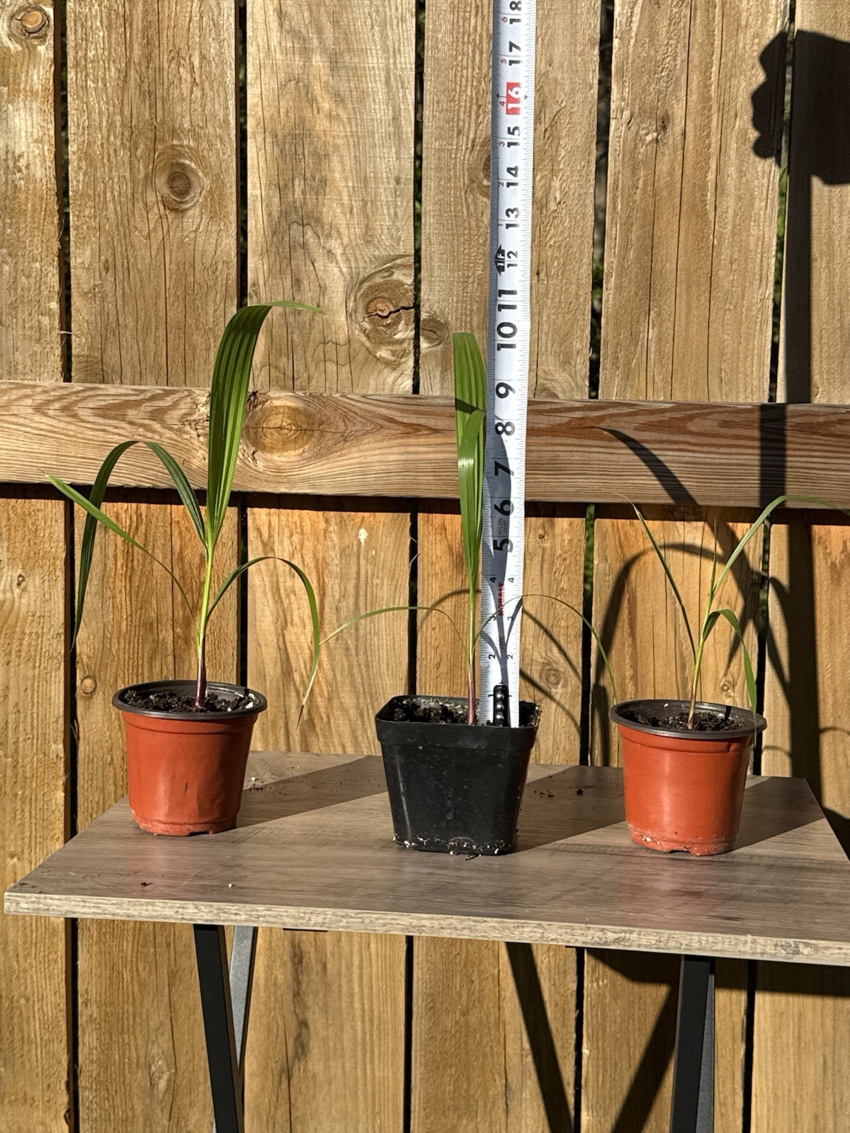 4 Mexican Fan Palm Tree Seedlings 10”+ Washingtonia Robusta