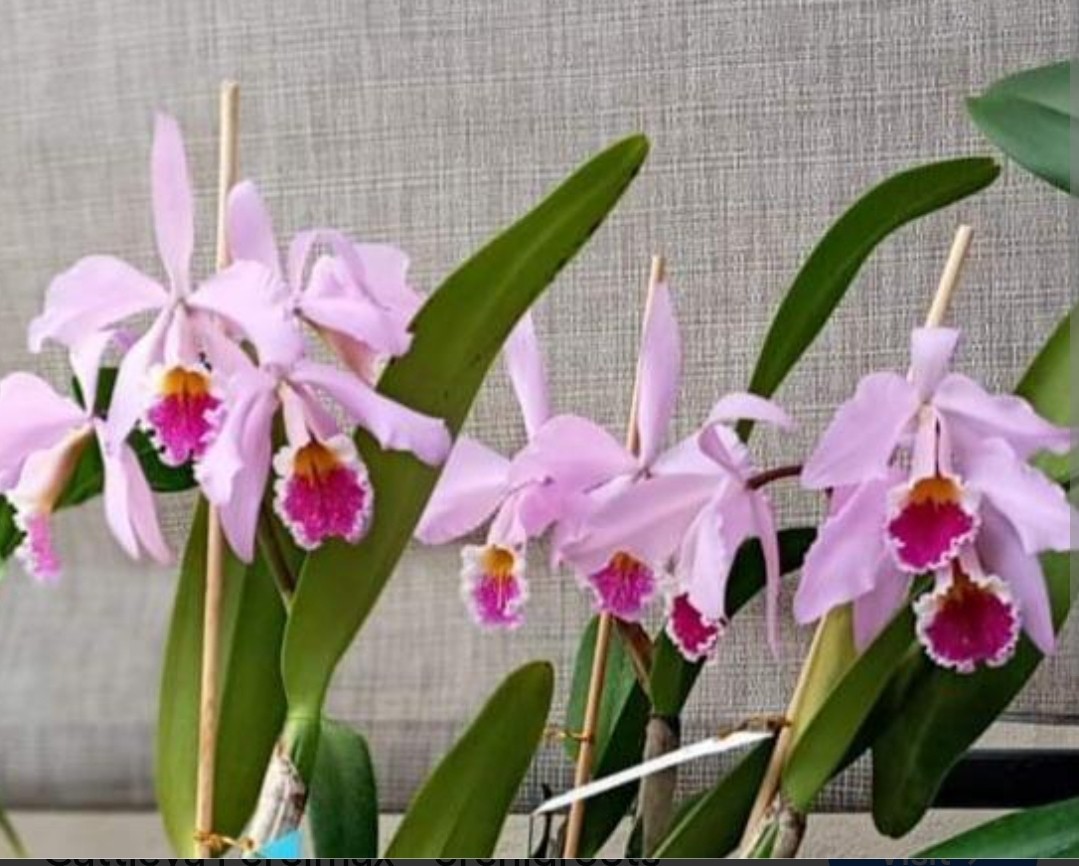 Bud In Sheath Cattleya Percimax Extremely fragrant Live Orchid Pink White Plant
