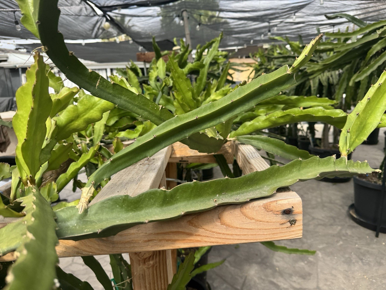 Dragon Fruit Cutting Connie Gee aka Pitaya, Organic 8-12 inches
