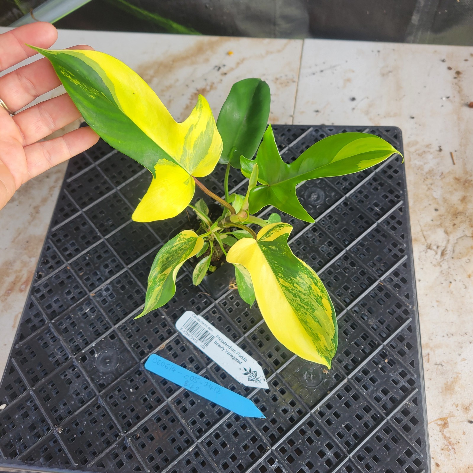 Philodendron Florida Beauty, Exact Plant Variegated Ships Nationwide