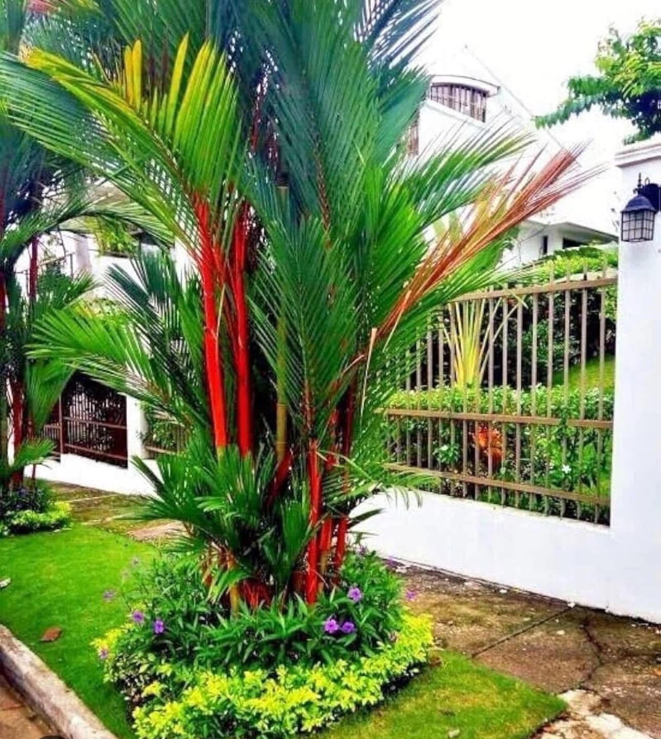 BIG! Cyrtostachys renda – Lipstick 💄 Palm Sealing Wax Palm – Multi-Stem Cluster