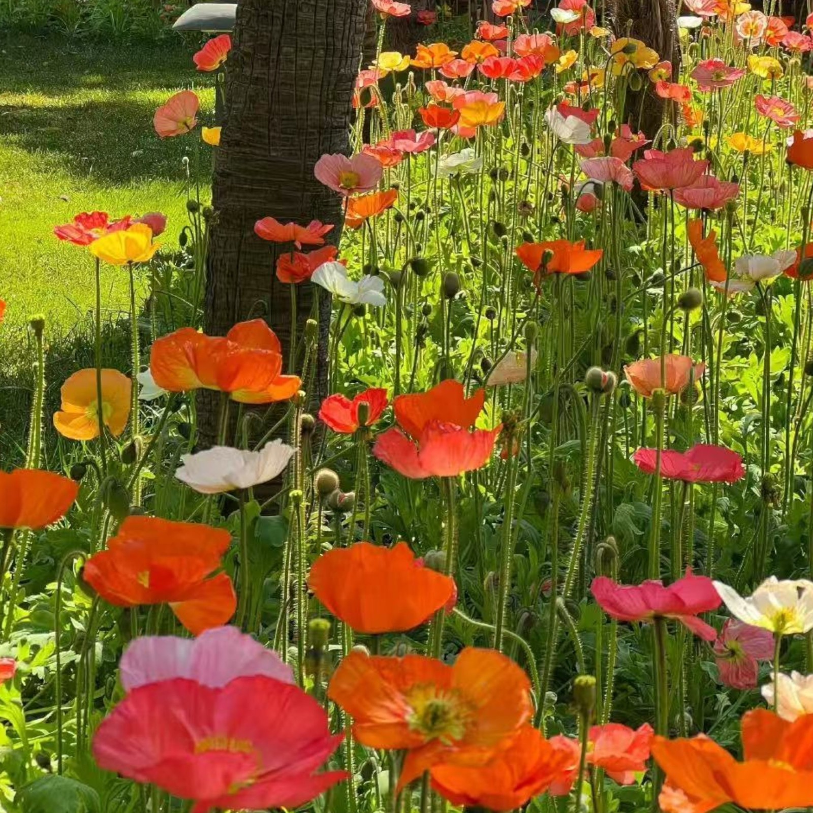 1000 Iceland Poppy Seeds – Mixed Colors Papaver nudicaule for Zones 2–8 Garden