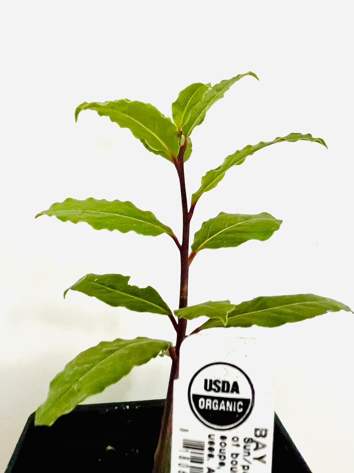 Bay Leaf Tree – 5-6″ Tall Live Plant, Seedling, Sweet Bay Laurel, Laurus nobilis