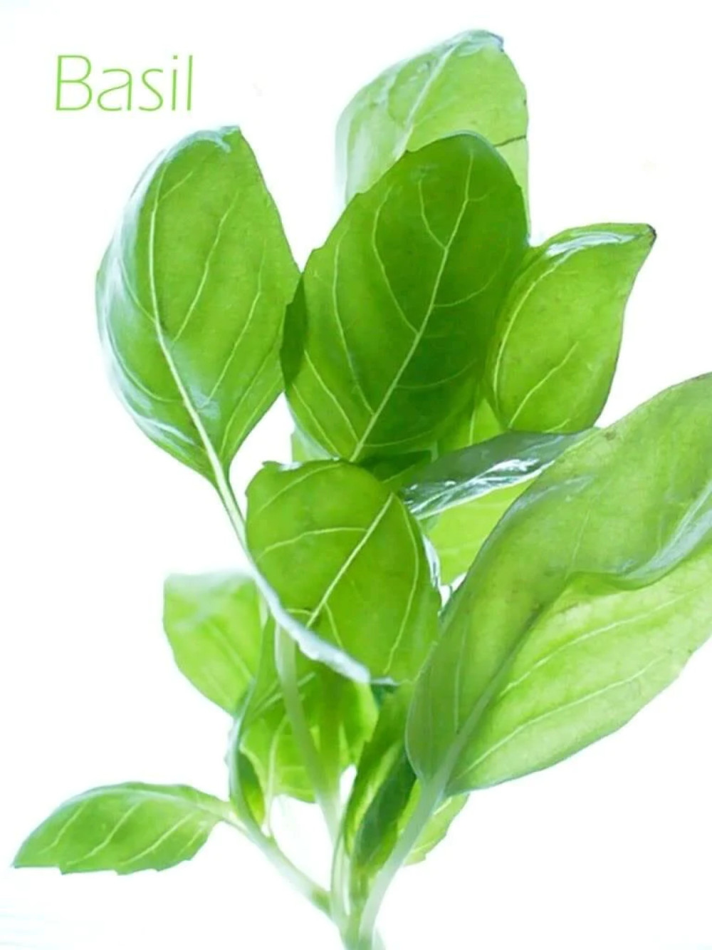 1000 LICORICE BASIL Ocimum Basilicum HERB Flower Seeds