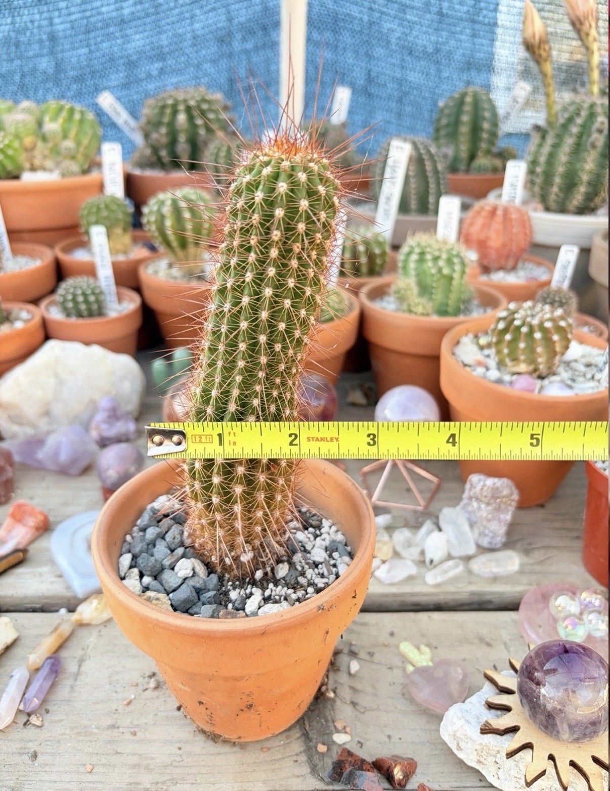T.Cereus Cactus Noid Hybrid/ Echinopsis/ Columnar Cactus