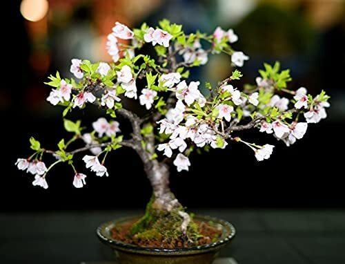 20 Japanese Flowering Cherry Blossom Rare Bonsai Seeds – Pink Flowering Tree