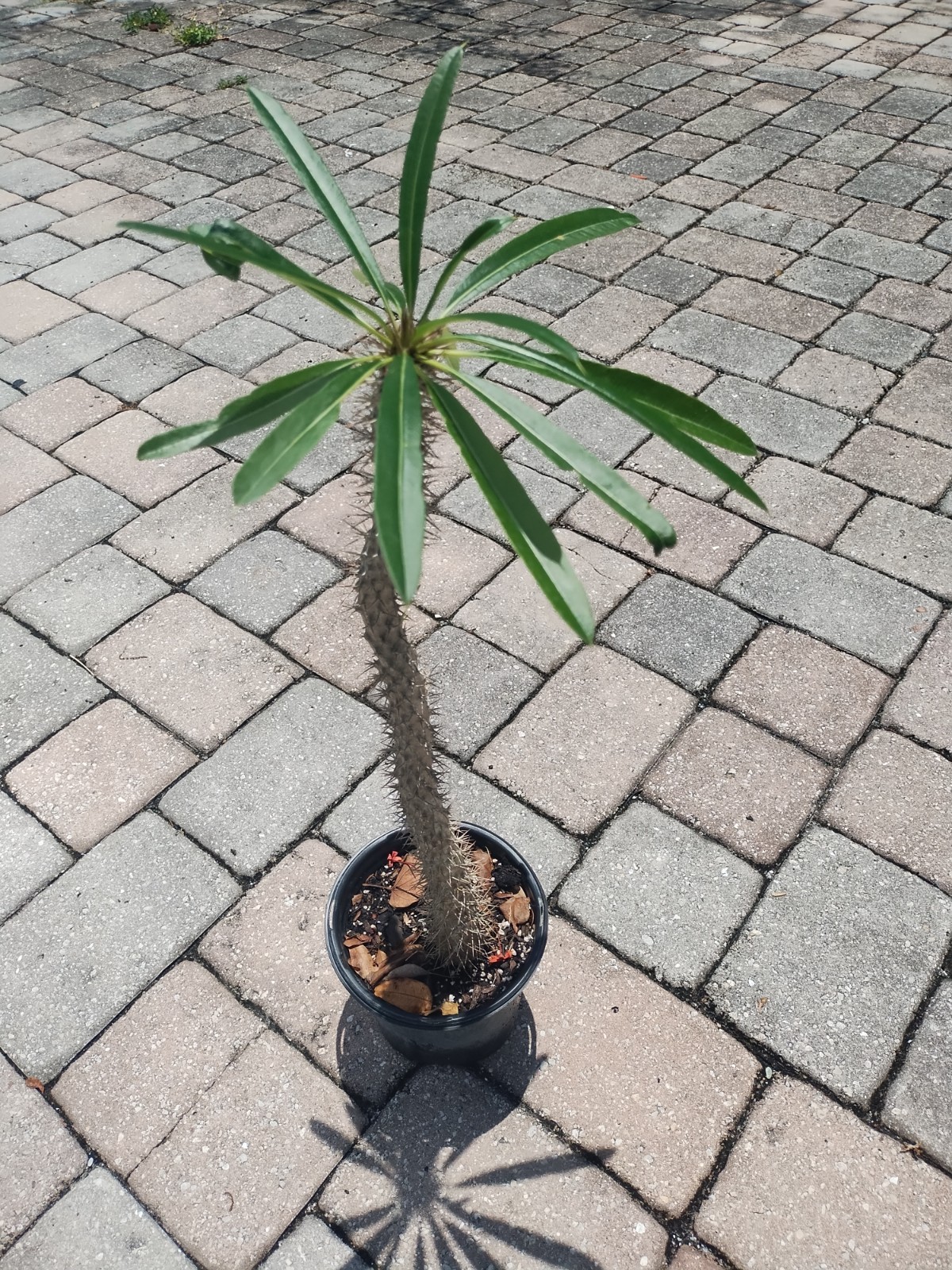 Pachypodium lamerei ‘Madagascar Palm, 25 Inches Tall. Plant #2