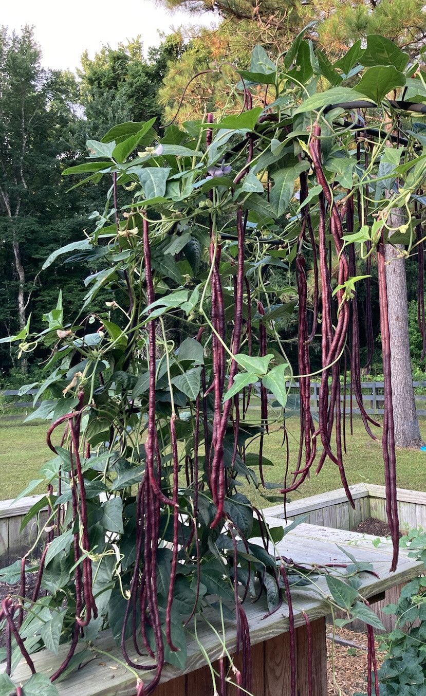 Oriental Yard Long Red Purple Snake Bean 25 Fresh Heirloom Asparagus Bean Garden