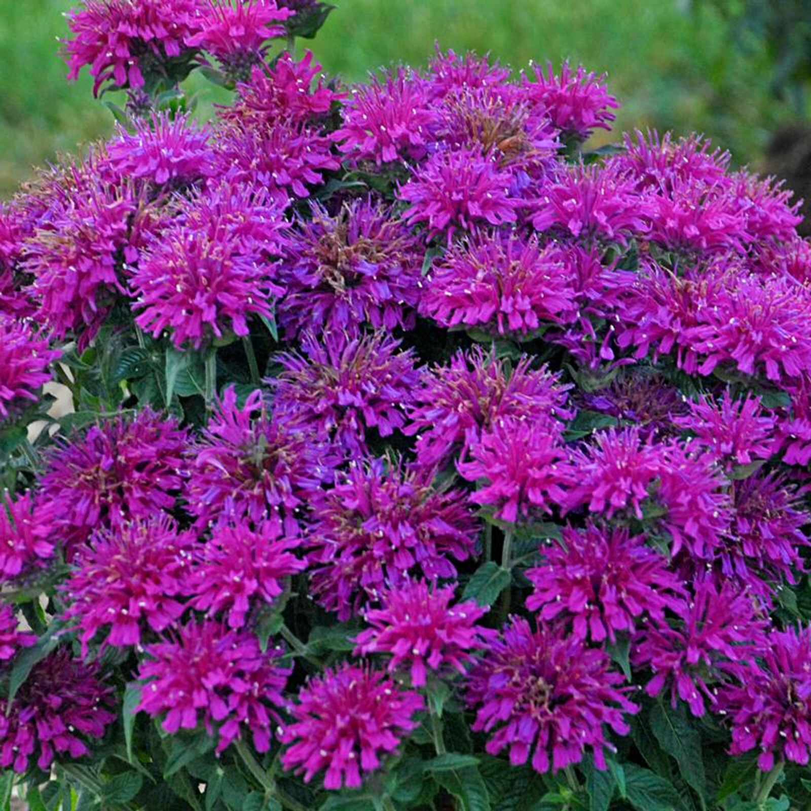100 Gumball Bee Balm Seeds Flowers Seed Bloom Hummingbird Flower Seeds 565