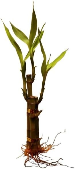2 Live Lucky Bamboo Bunches of 3 – Tiered Stalks (4-6 inches) for Feng Shui