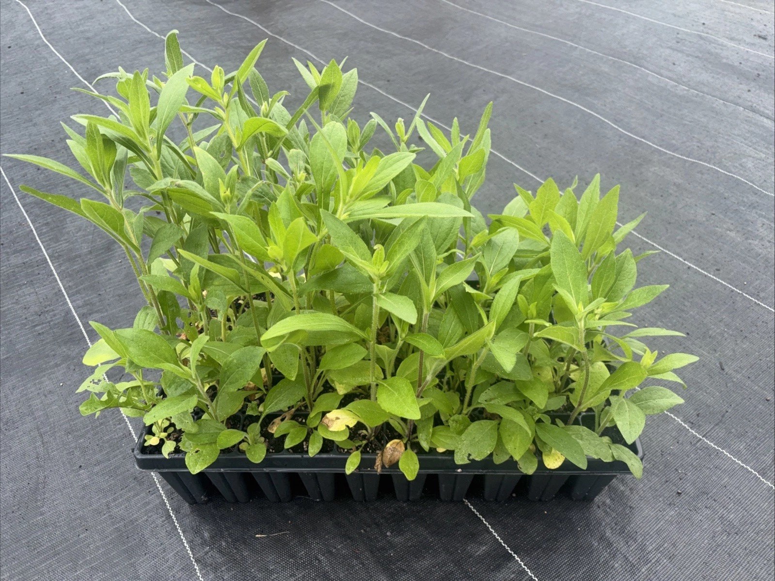 Black Eyed Susans Flat Of 50 – Local Pickup Only