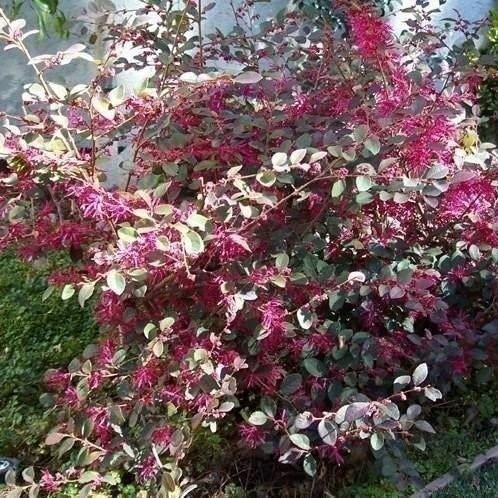 Loropetalum Plum Delight | 3 Gallon | Loropetalum chinense | Low Maintenance