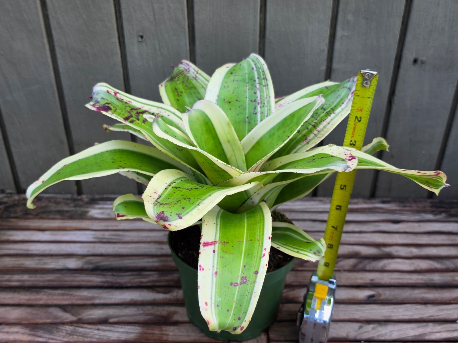 Neoregelia ‘Ink Well’ (Albo-Marginated) rare bromeliad 6”pot