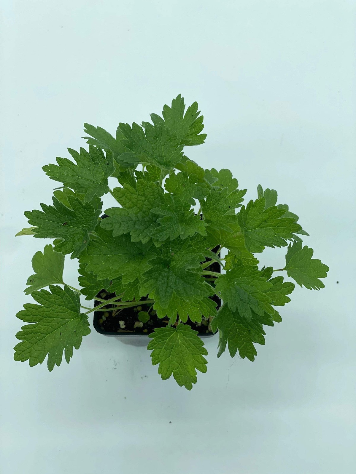 Common Motherwort Starter Plant Leonurus Cardiaca Cool Season Grower In Florida
