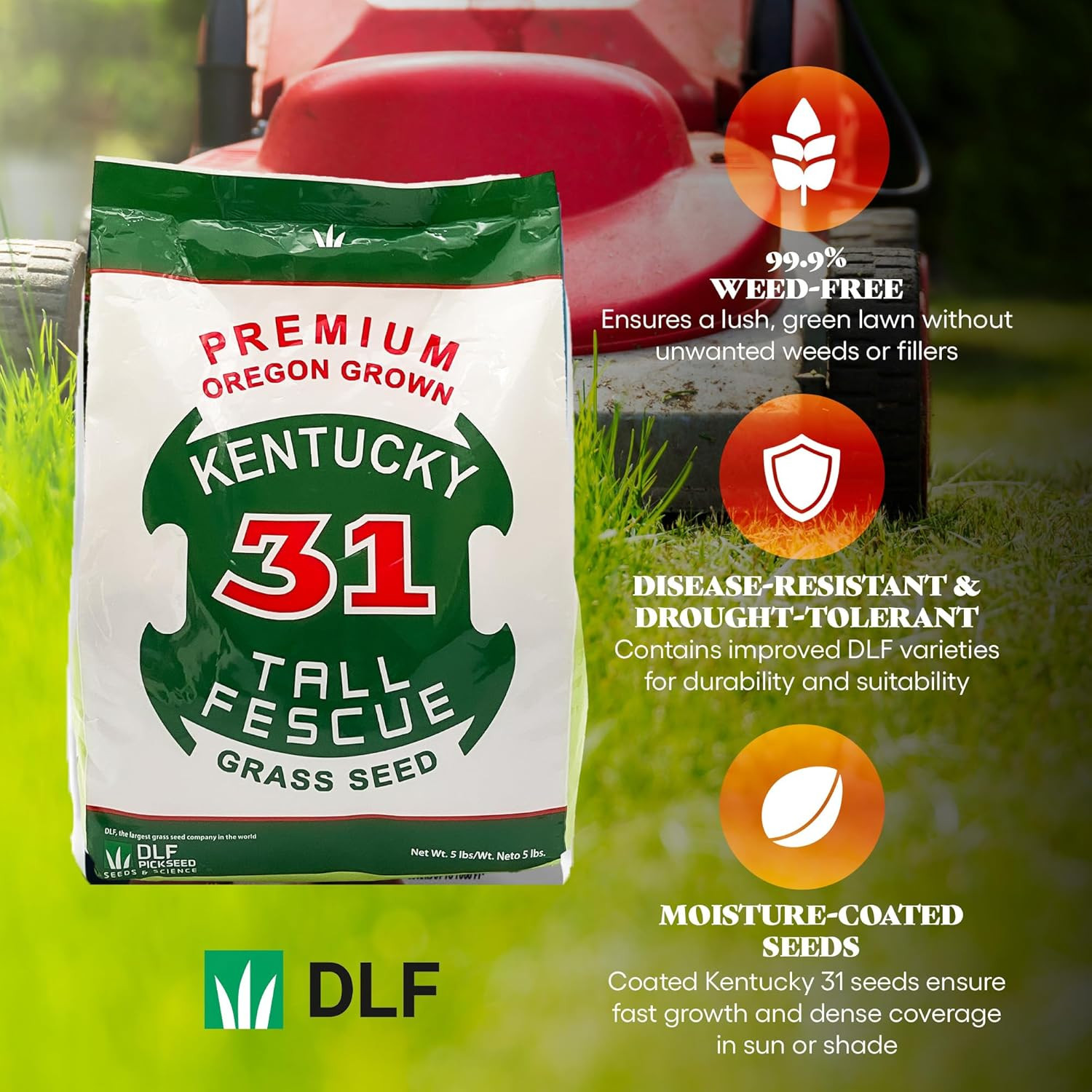 X-Seed Oregon Grown Kentucky 31 Tall Fescue Grass Seed for Sun and Shade Drought