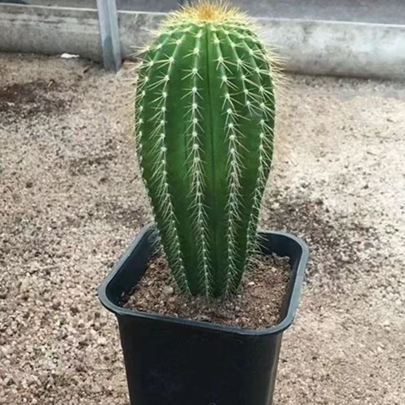 Neobuxbaumia polylopha Starter Plants Rare Columnar Cacti Succulent Live Plant