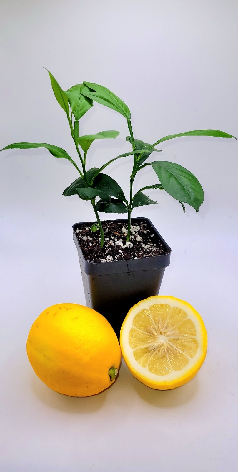 Pot of 2 Meyer lemon seedlings, 3-5 inches tall