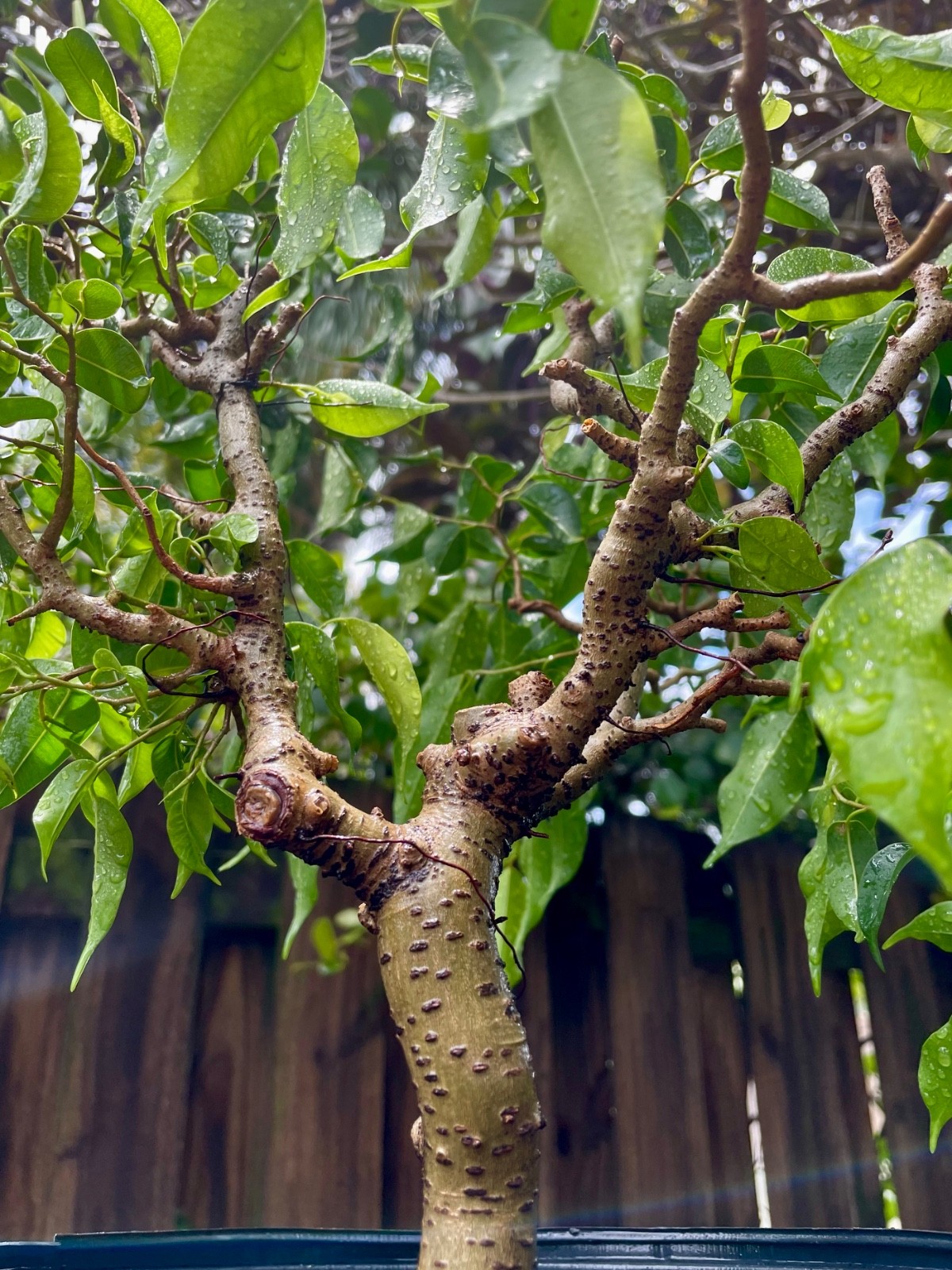 Ficus Bonsai Tree aerial roots 7 years Ariel roots on 1 ” trunk Size