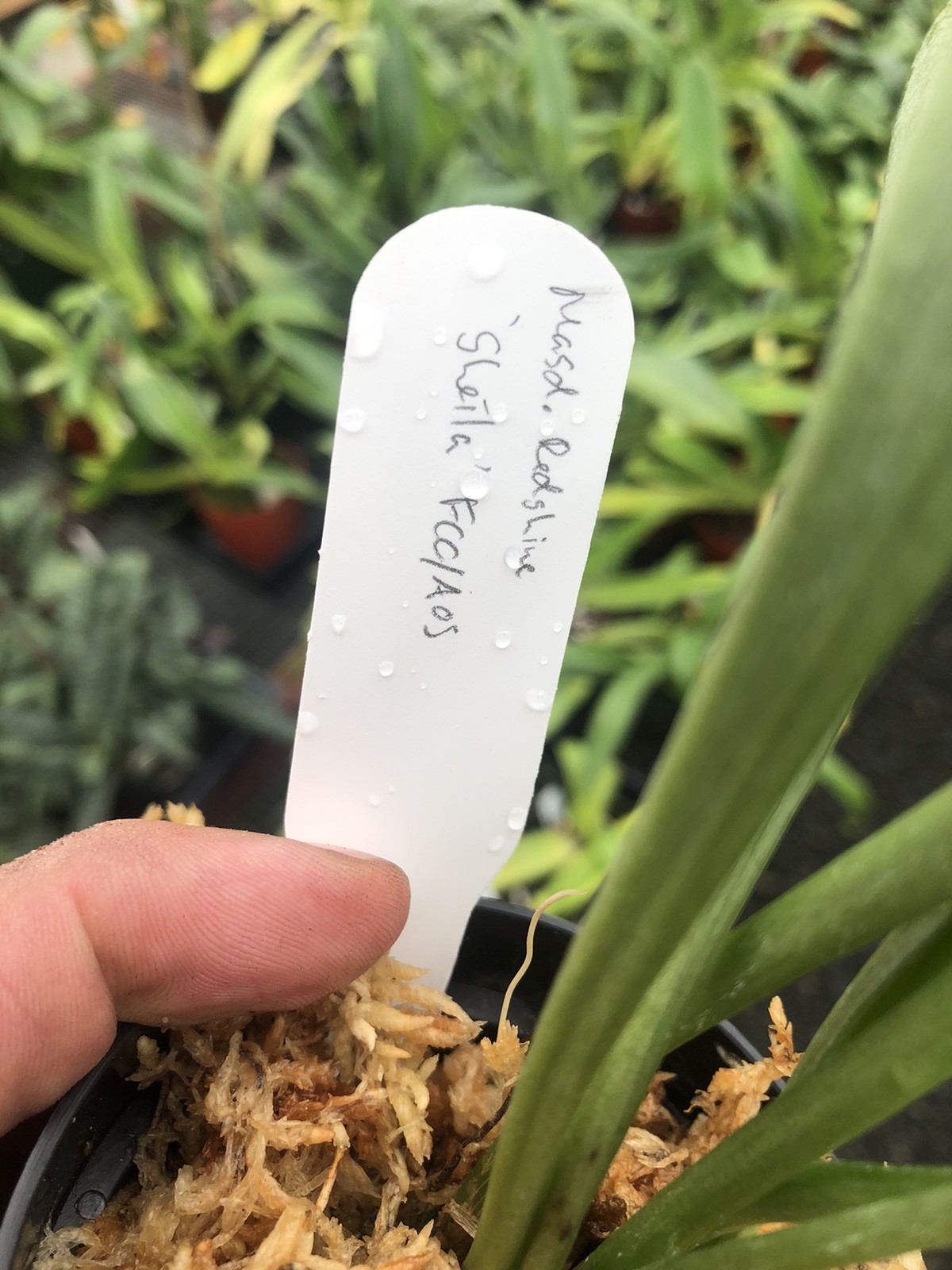 Masdevallia Redshine ‘Sheila’ FCC/AOS Easy Grower