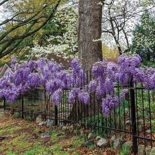 Wisteria | 2 Inch | Wisteria frutescens | Climbing Vine | Purple Flowers | Tree