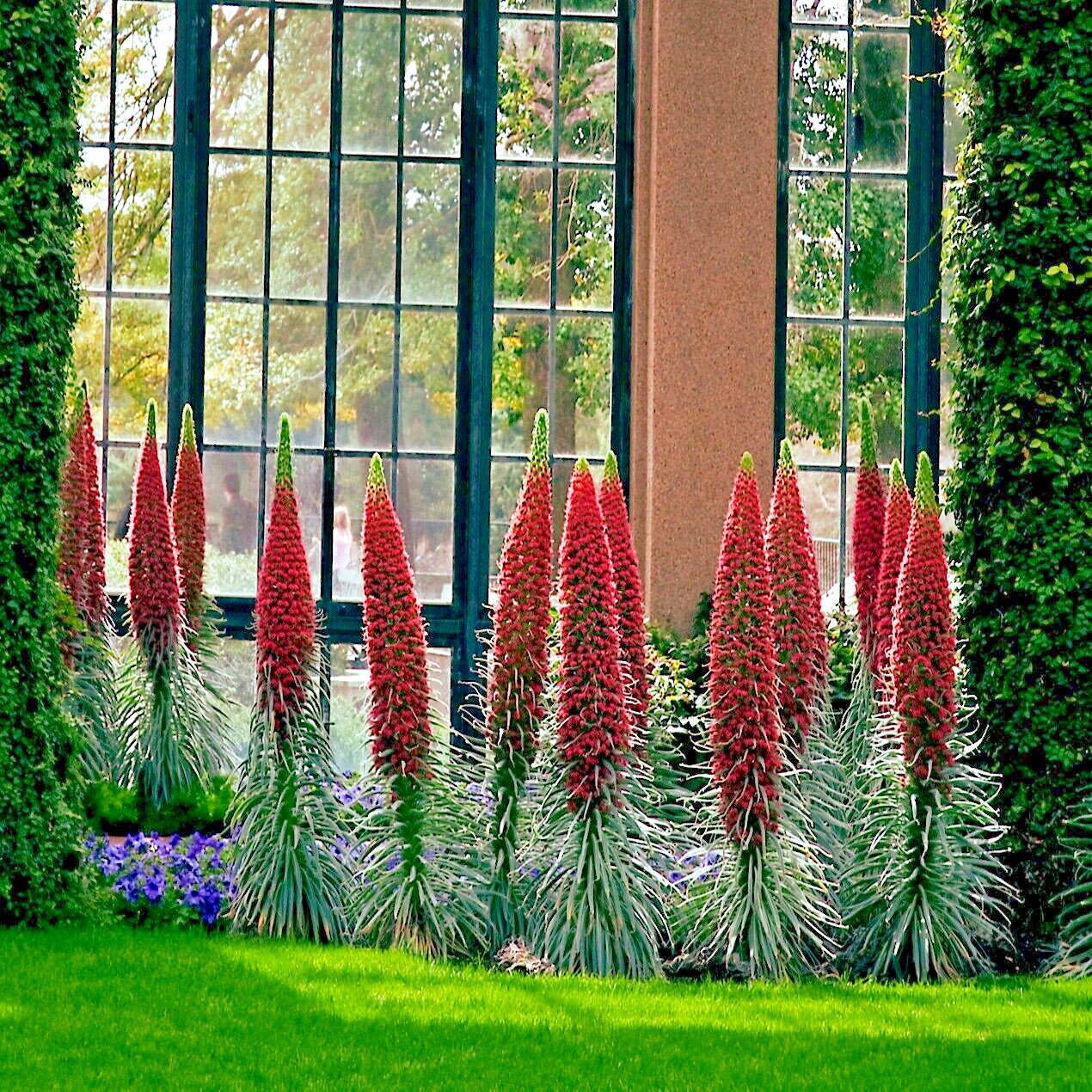 20 TOWER OF JEWELS SEEDS (Echium Wildpretii) Hummingbird Garden Flower Plant