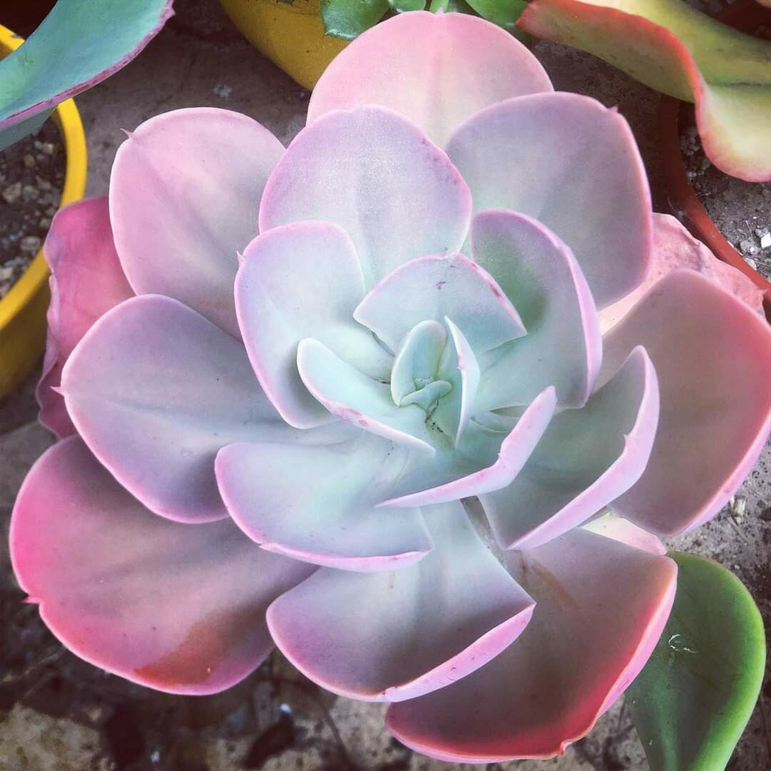 30 Echeveria Seeds Gibbiflora var. Metallica Metallic Blue Pink Succulent Seeds