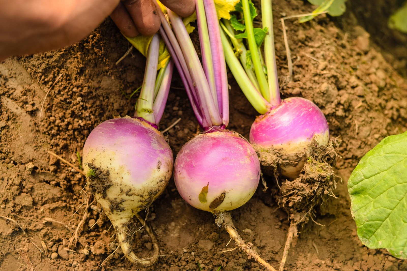 3000 PURPLE Top WHITE Globe TURNIP Brassica Rapa Vegetable Seeds