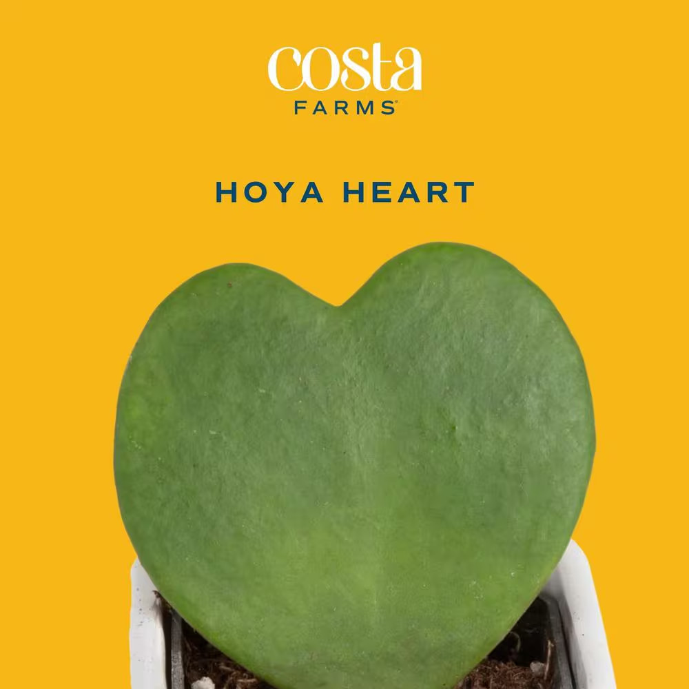 Hoya Kerrii Heartshaped Indoor Plant in 2.5 In. Grower Pot, Avg. Shipping Height
