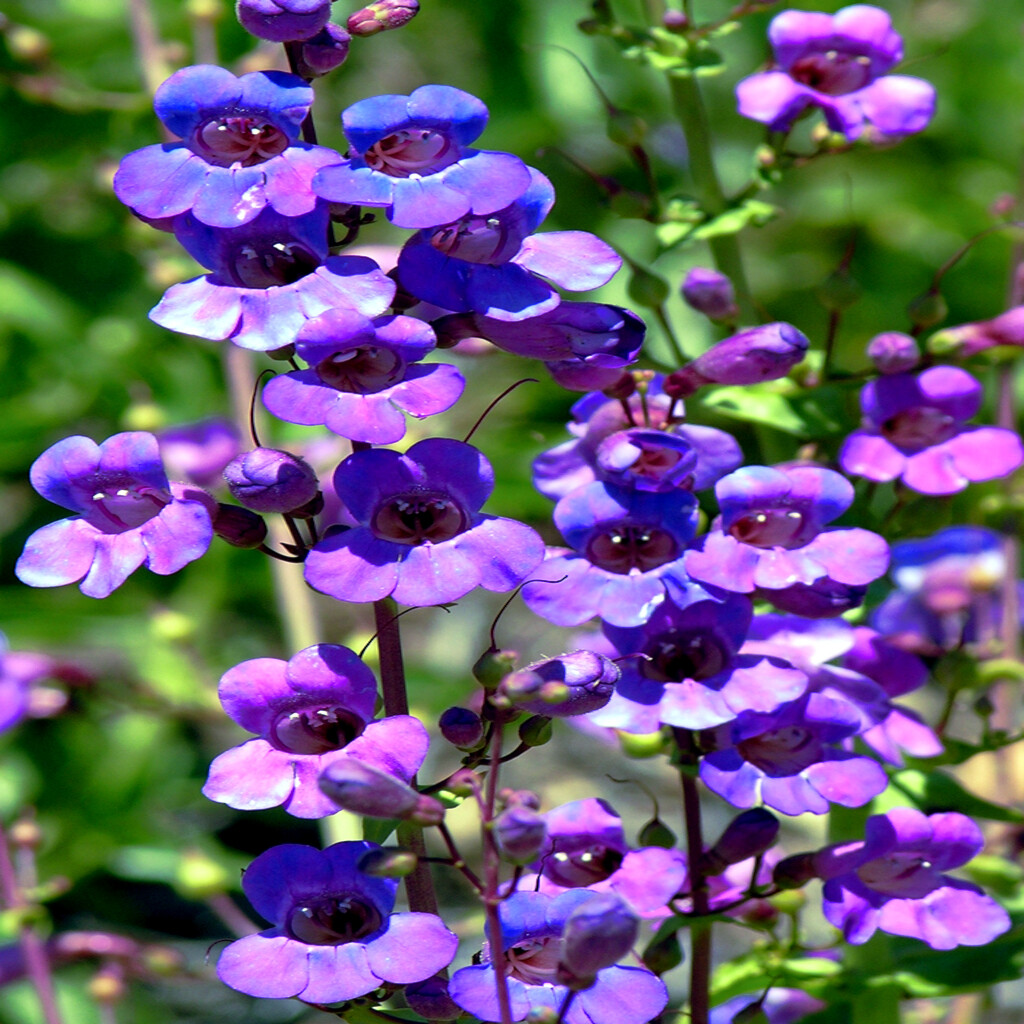 20 BLUE BEARD TONGUE Flower Seeds Penstemon spectabilis Butterflies Hummingbirds