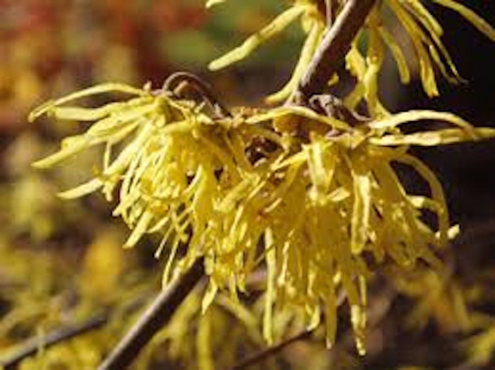 1 Witch Hazel Tree 12-24″ Tall Hamamelis virginiana Native Tree Bare Root