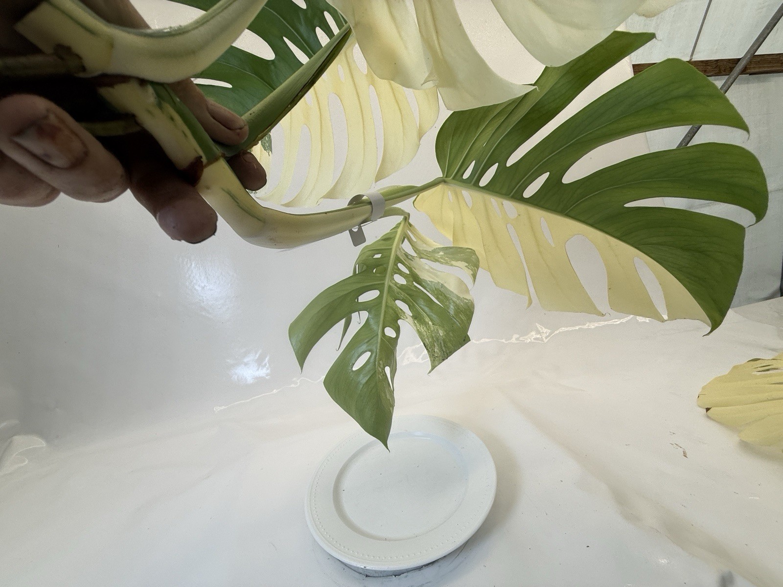 Monstera Albo top cutting EBAY-2606-103