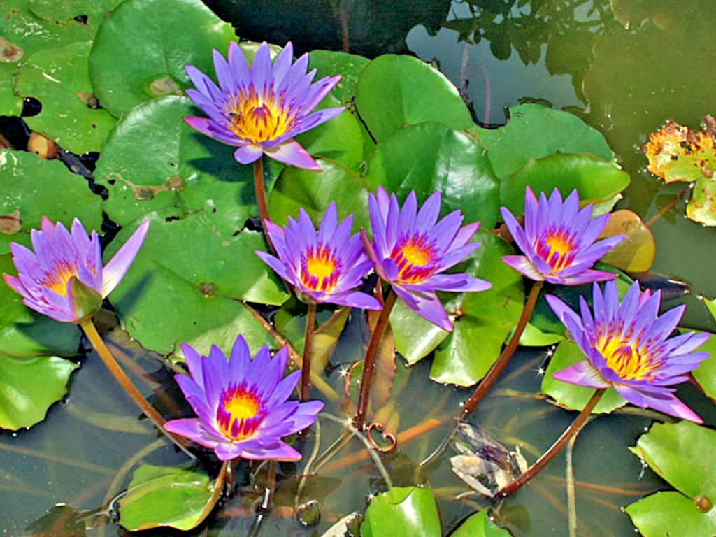 10 EGYPTIAN BLUE WATER LILY SEEDS – Nymphaea Caerulea