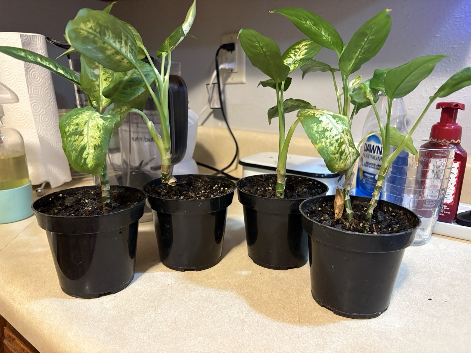 4 Dieffenbachia Houseplants “Dumb Cane” Price is Per Plant/Pot