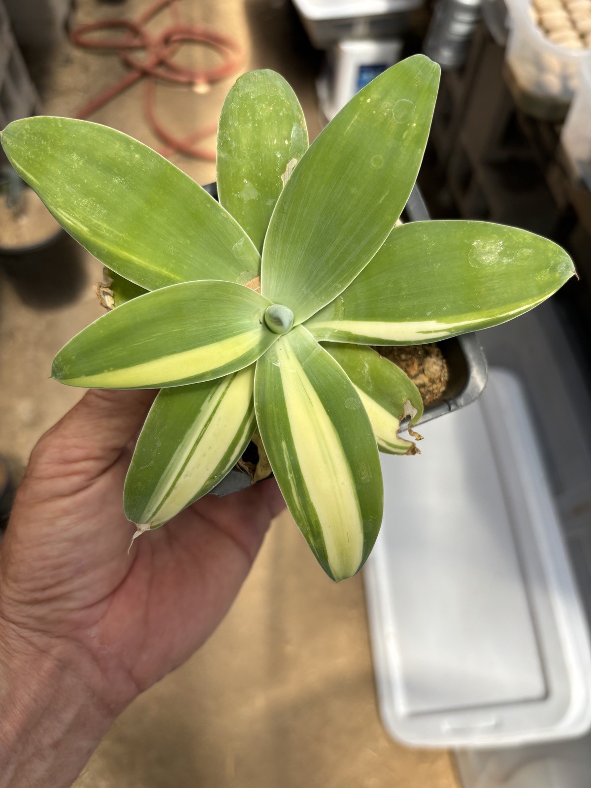 Agave Attenuata Variegated half moon