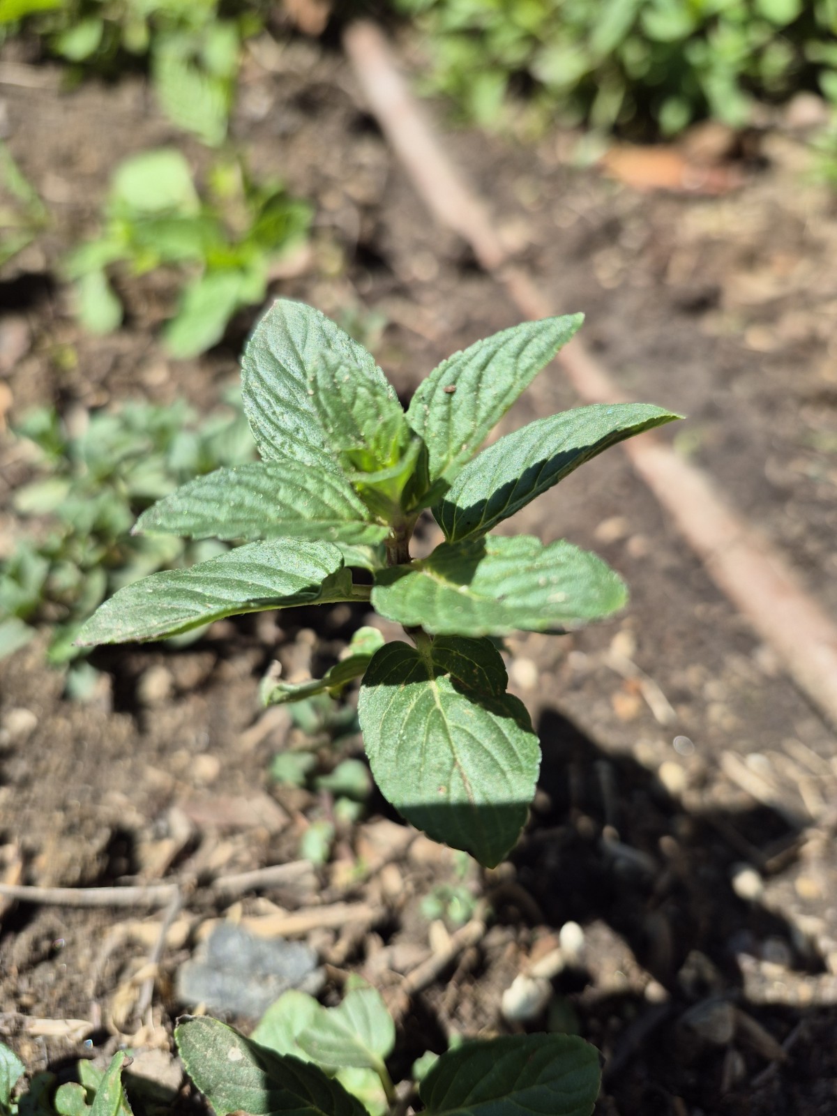 FIVE Chocolate Mint Plants (4-6″) – Mentha Fragrant Perennial Herb