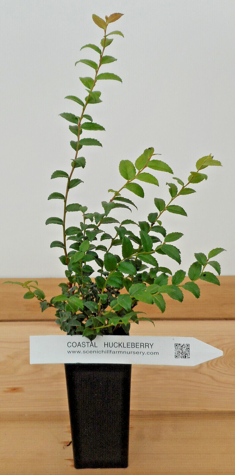 Vaccinium ovatum 2Yr Old Evergreen Huckleberry Tasty Berries Flower Arrangements