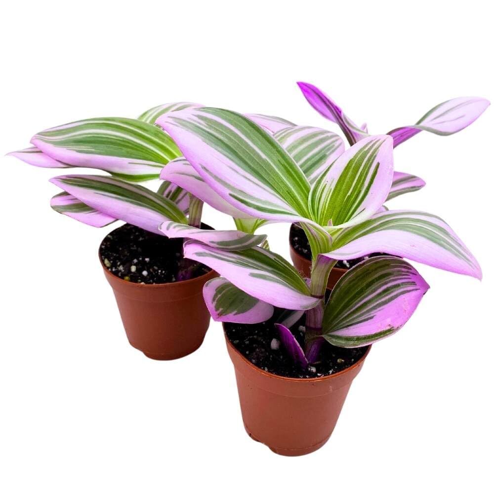 Tradescantia Nanouk 2 inch Set of 3 Fantasy Venice Wandering Dude Albiflora Spid