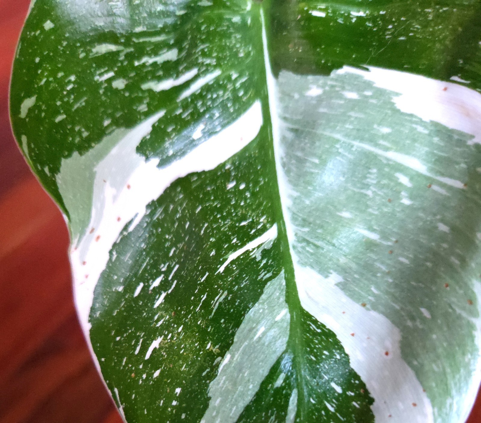 Rare Philodendron White Princess Tricolor Galaxy 11″ Tall Not Aroid Anthurium