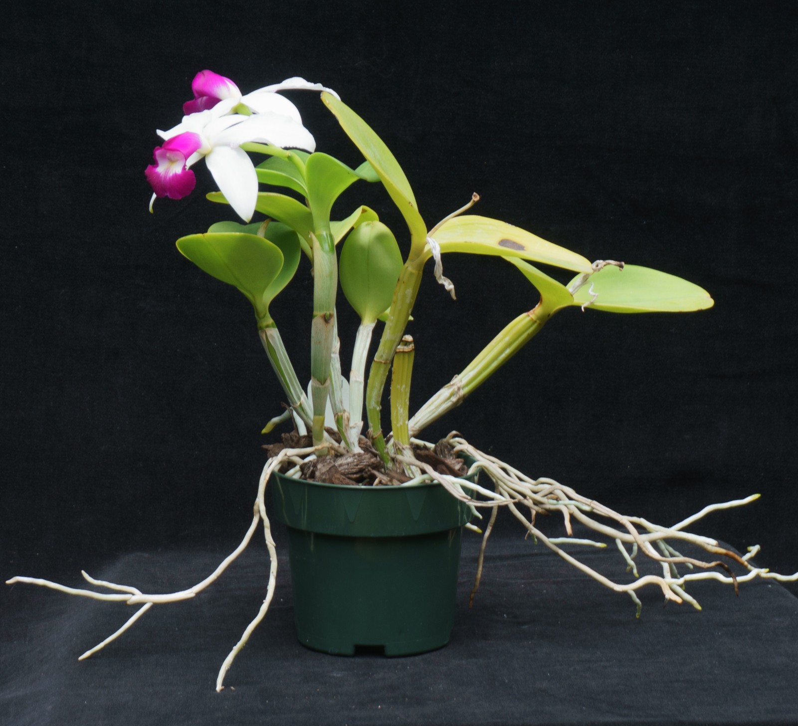Blooming orchid species: C. violacea v.flamea ‘Highland’, orig.division – HO div