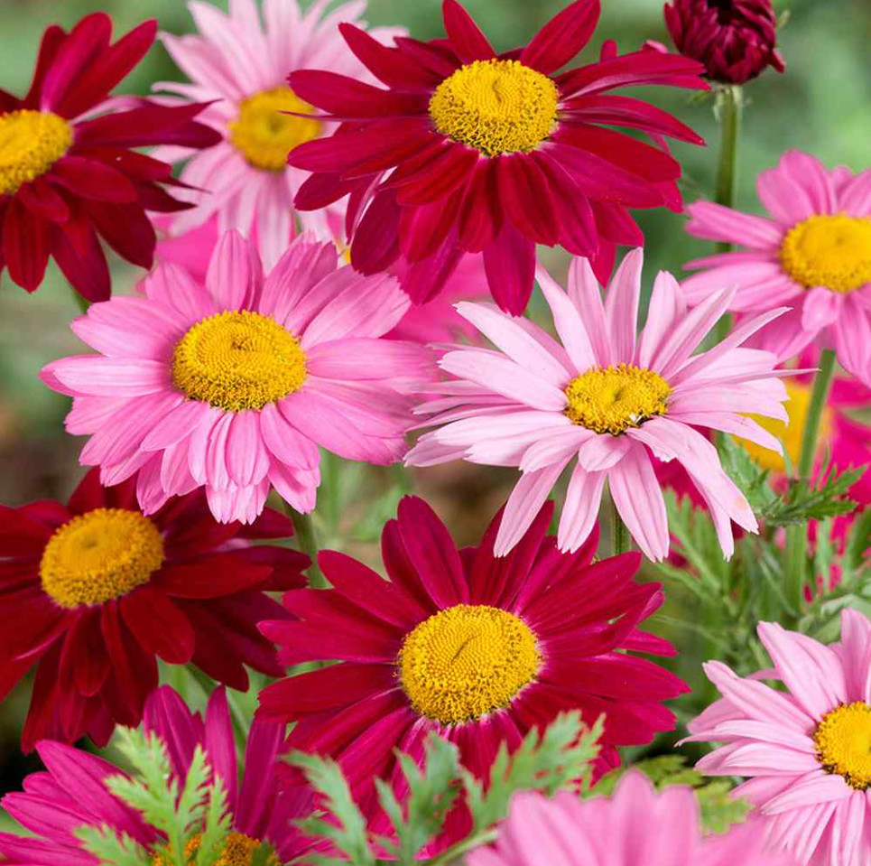 100 Seeds| Robinson’s Mix Daisy Seeds – #N006