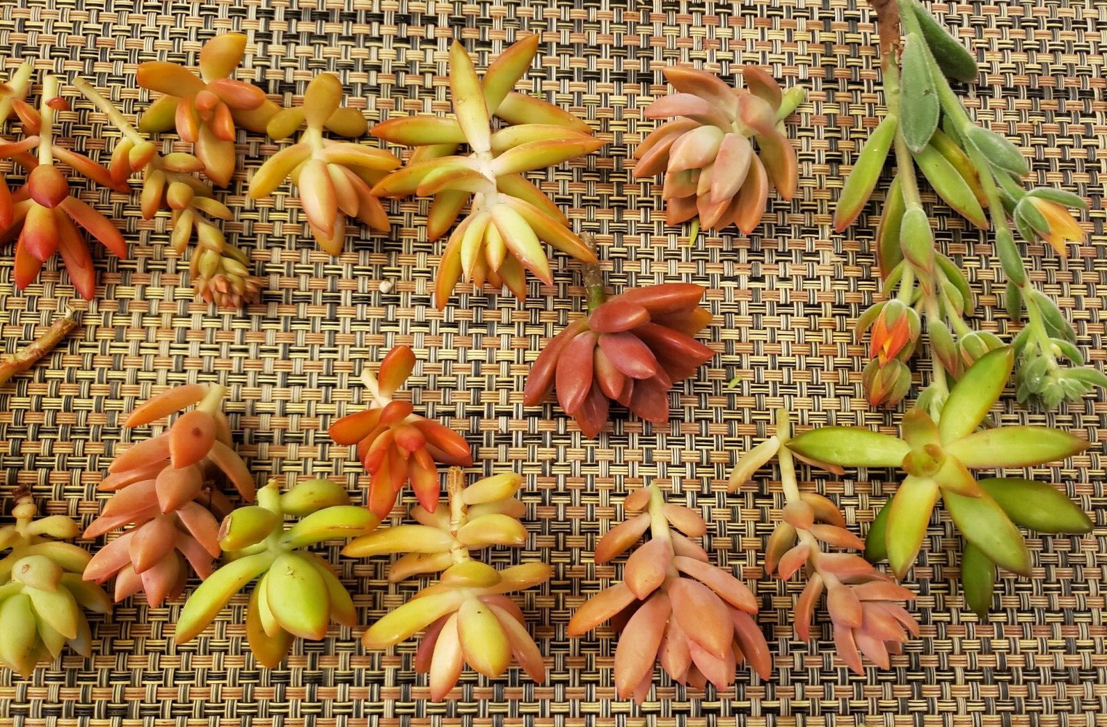 12 SUCCULENT CUTTINGS (RED, PINK, ORANGE COLOR ONLY) / 6 DIFFERENT SPECIES