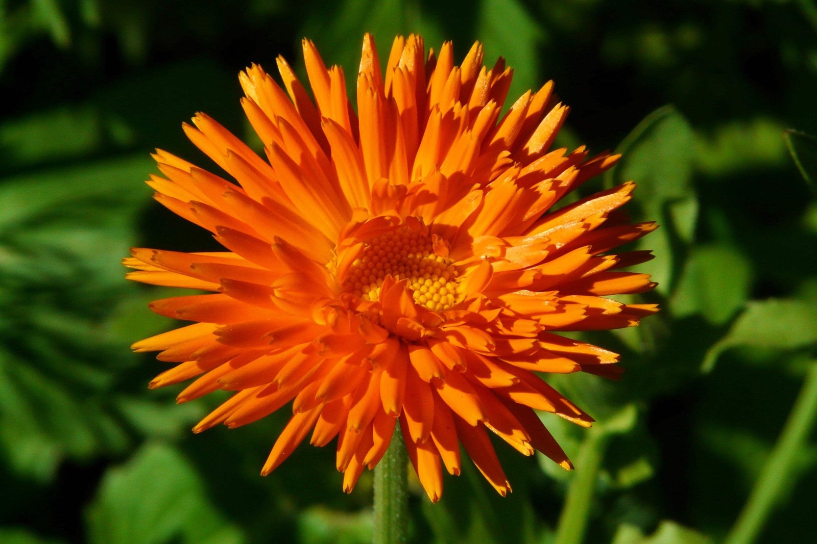 500 Mixed Colors FANCY MIX Pot MARIGOLD Calendula Officinalis Flower Seeds