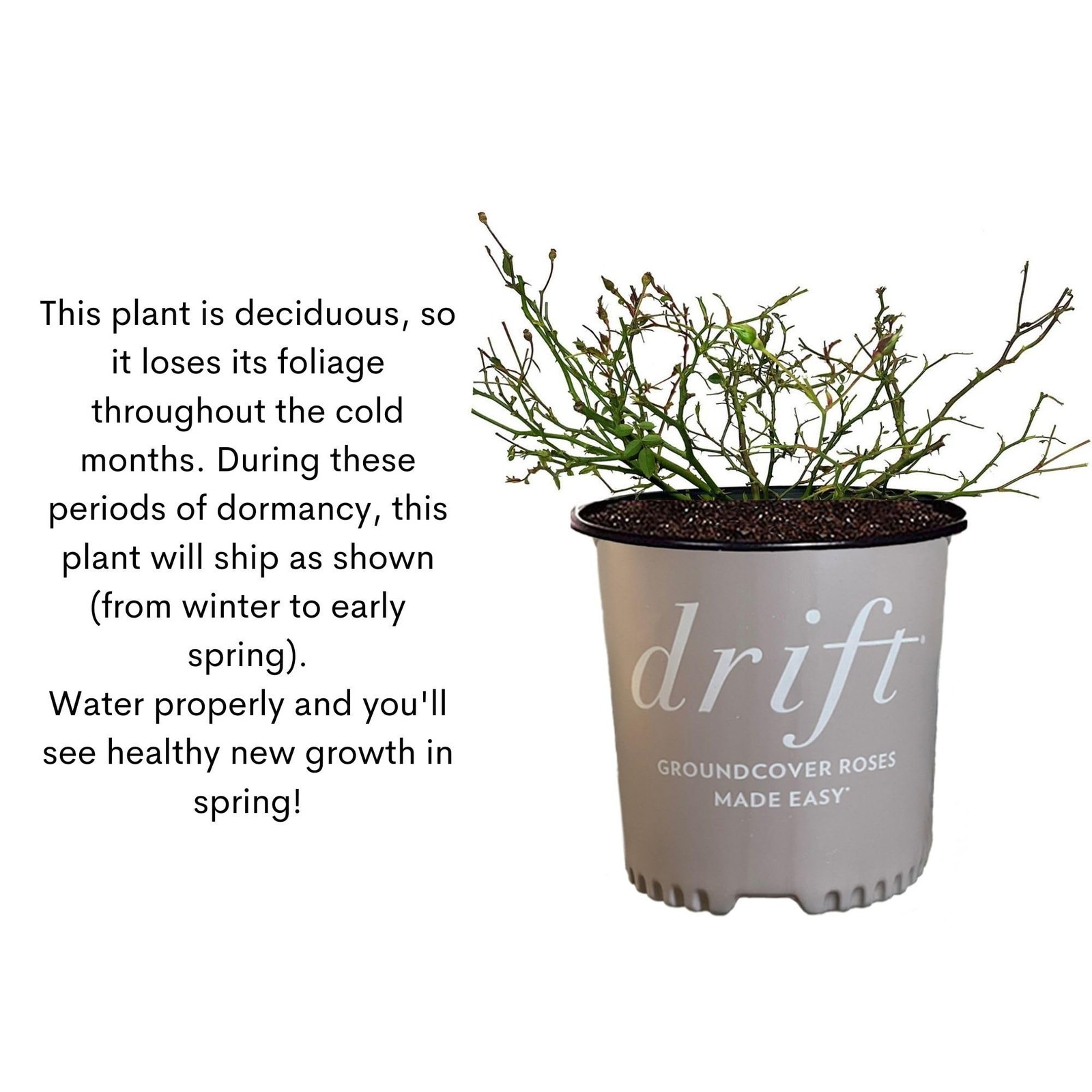 Generic Drift 2 Gal. Popcorn Rose Shrub