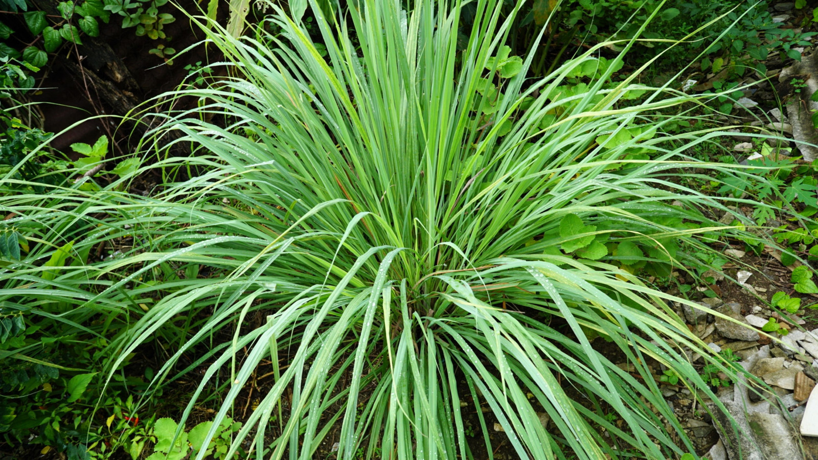 100 LEMONGRASS Lemon Grass Herb Vegetable Ornamental Cymbopogon Flexuosus Seeds